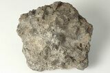 Polished Fossil Coral (Actinocyathus) Head - Morocco #202533-1